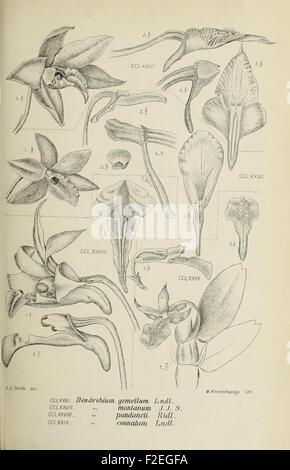 *Die Orchideen von Java* illustrates the diverse species of orchids ...