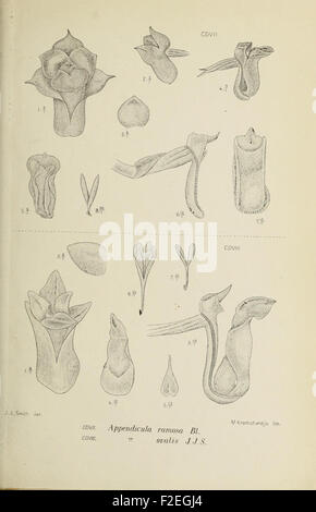 An early botanical illustration showcasing the diverse orchids of Java ...