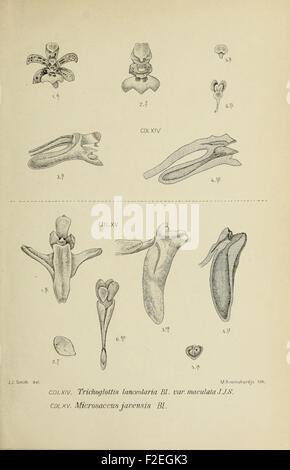 Die Orchideen von Java illustrates the diverse species of orchids ...
