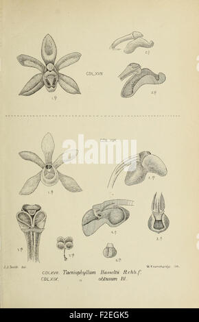 Figure 4 from *Die Orchideen von Java* illustrates a species of orchid ...