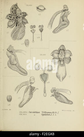 This illustration from the work on Javan orchids showcases various ...