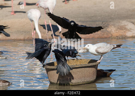 Rooks ((Corvus frugilegus). Taking specially prepared formulated food intended and supplied to Greater Flamingos WWT, Slimbridge Stock Photo