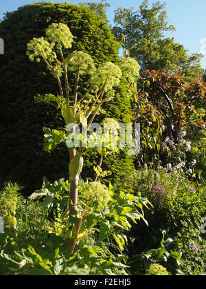 Angelica gigantica at Chenies Manor Garden; tall architectural plant, hostas, herbaceous plants in early summer sunshine; portrait view. Stock Photo