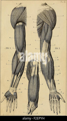 Manuel d'anatomie artistique (1877 Stock Photo - Alamy