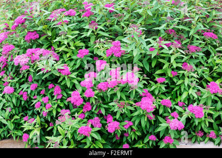 A Spirea japonica shrub in full spring bloom in Oklahoma, USA. Stock Photo