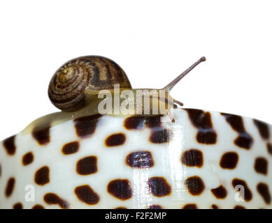 Baby Garden Snail, approx 4 weeks old (helix aspersa/cornu aspersum) on Spotty Conch Shell Stock Photo