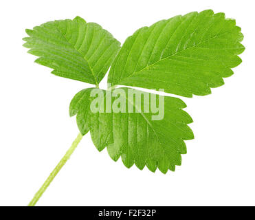 strawberry leaf isolated on the white background. Stock Photo