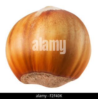 hazelnut isolated on the white background. Stock Photo