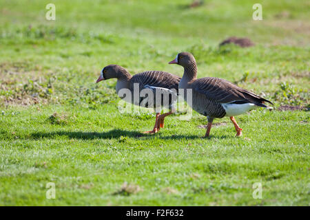 Lesser White-fronted Geese (Anser erythropus). Adult plumage. Bonded pair. Male, gander, right. Stock Photo