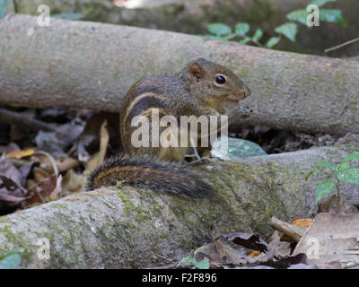 An Indochinese Ground Squirrel (or Berdmore's Ground Squirrel) on a tree root on the forest floor in Phukhieu Wildlife Sanctuary Stock Photo