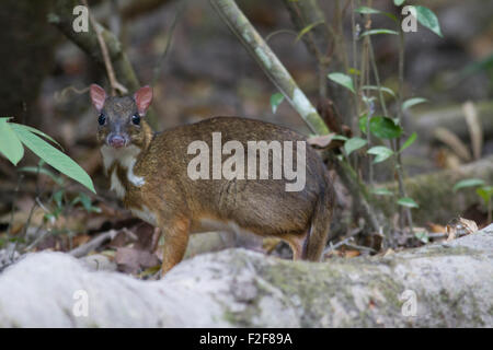 A timid Lesser Mouse Deer foraging on the forest floor in Phukhieu Wildlife Sanctuary in Chiayaphum in North East Thailand