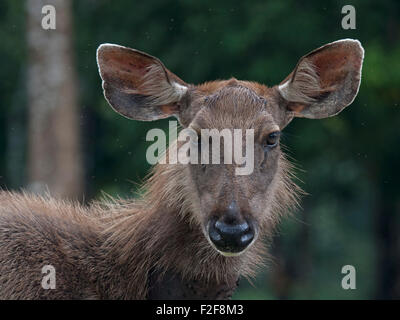 Portrait of a female Sambar Deer taken in Khao Yai National Park in Nakon Nayok Province in Central Thailand Stock Photo