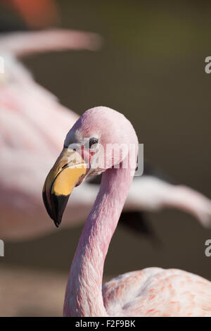 James's, or, Puna Flamingo (Phoenicoparrus jamesi). Feeding from shallow water. Close up head showing bill, red skin face area. Stock Photo