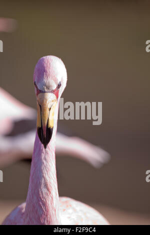 Jame's Flamingo (Phoenicoparrus jamesi). Portrait. View of head looking down on the beak or bill, showing upper, lower mandible. Stock Photo