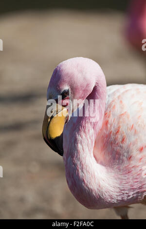 Jame's Flamingo (Phoenicoparrus jamesi). Portrait. Showing species distinctive red triangle of facial skin, bright yellow bill. Stock Photo