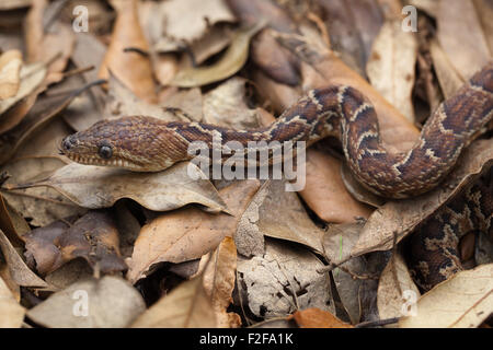 Cuban boa, Epicrates angulifer, this snake is threatened with extinction  Stock Photo - Alamy