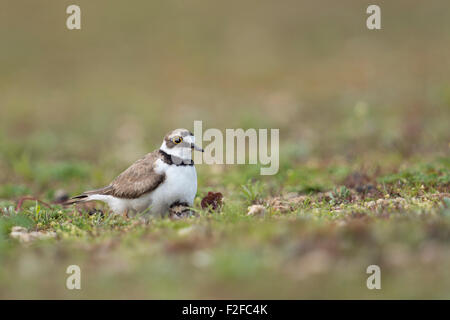 Little Ringed Plover / Flussregenpfeifer ( Charadrius hiaticula )  gathering chicks protectively under its plumage. Stock Photo