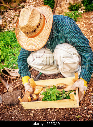 Harvesting season. Farmer holding wooden crate with vegetables on white ...