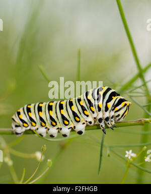 Black Swallowtail caterpillar feeding on a plant from the carrot family, Apiaceae Stock Photo