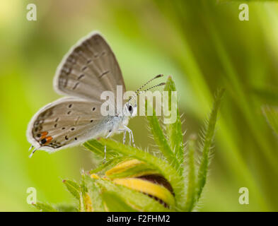 Eastern Tailed-Blue butterfly, Everes comyntas, resting on a Black-Eyed Susan flower against summer green background Stock Photo