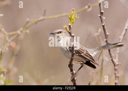 Northern Mockinbird, Mimus polyglottos, a very vocal songbird perched on a twig in early spring Stock Photo