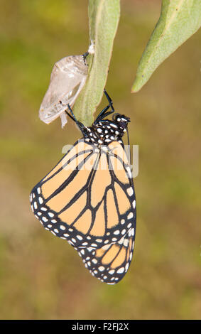 Monarch butterfly moments after eclosion from its chrysalis, waiting for its wings to fill up Stock Photo