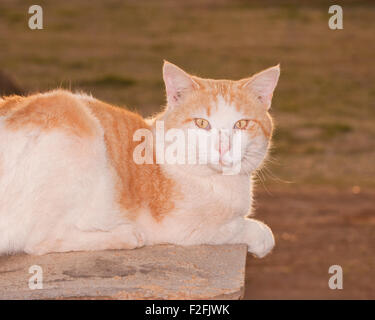 Orange and white tomcat back lit by evening sun Stock Photo