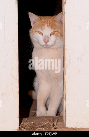 White and ginger tomcat looking through barn doors Stock Photo