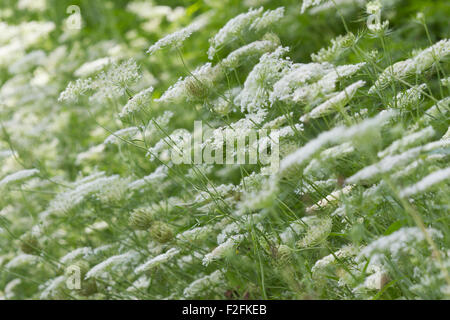 Queen Anne's lace (Daucus carota) Stock Photo