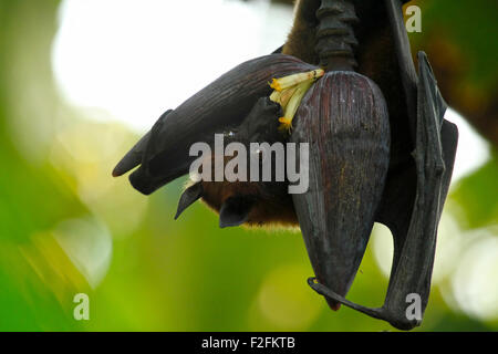 Bat drinking honey from banana flower Stock Photo