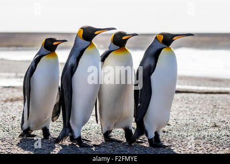 Four King Penguins (Aptenodytes patagonicus) standing together on a beach. Volunteer Point, Falkland Islands.