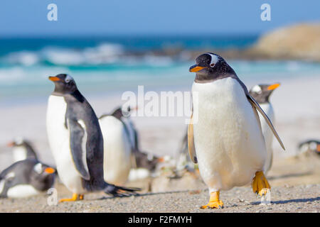 Gentoo Penguins, Volunteer Point, East Falkland, Falkland Islands. Stock Photo