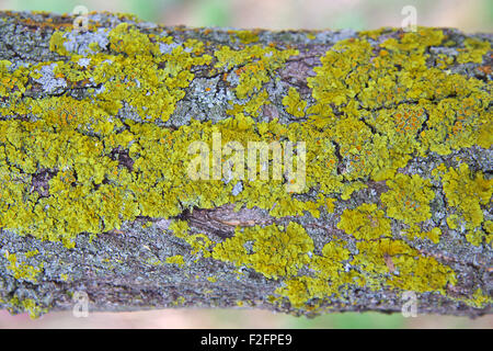 Lichen on a tree branch Stock Photo