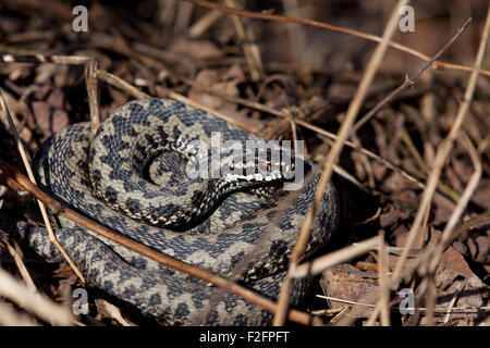 Swedish poisonous snake basking in the grass Stock Photo