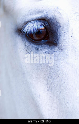 Detail image of a white horse's eye and right eye region Stock Photo