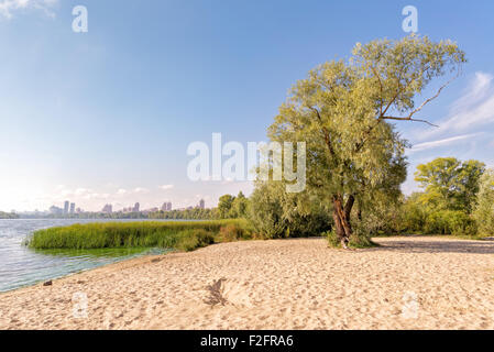 A big willow growing in the sand of the beach close to the Dnieper river in Kiev, Ukraine Stock Photo