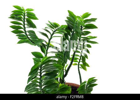 pedilanthus tithymaloides nana care