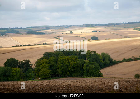 Rolling countryside arable fields in summer on chalk downland near Aldbourne, Wilsthire, England, UK Stock Photo