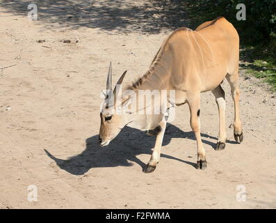 Southern or Common Eland antelope (Taurotragus oryx), native to the Southern and East African plains Stock Photo