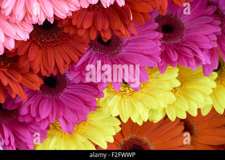 Gerberas of pink, red, violet, yellow and orange color displayed in rows at flower show Stock Photo
