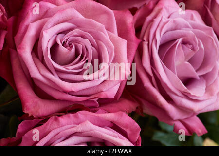 Part of the bunch of crimson roses. Close-up photo Stock Photo