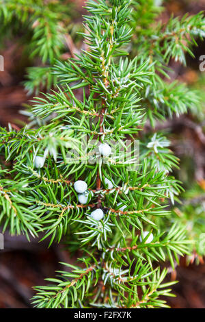 Juniper cones or berries on a bush close-up Stock Photo