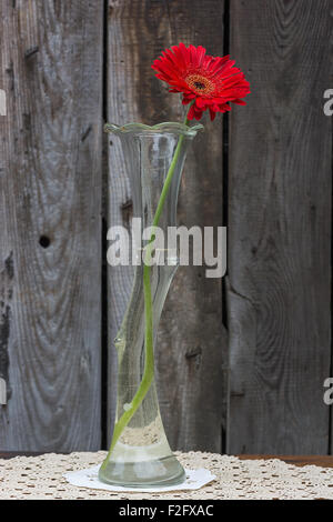 red gerbera flower in the vase  against wooden wall, vertical shot Stock Photo
