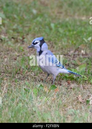 A Blue Jay (Cyanocitta cristata) searches on the ground for acorns Stock Photo