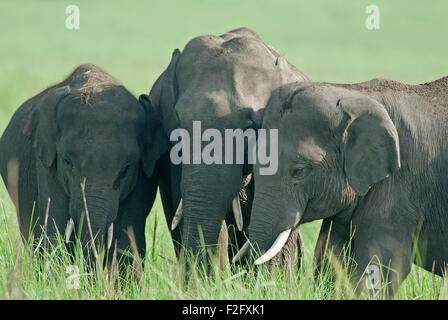 Asian Elephant tusker mammal herbivore corbett India Stock Photo