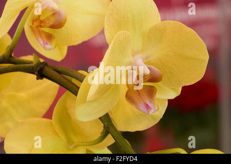 Yellow orchid on the branch shot indoors Stock Photo