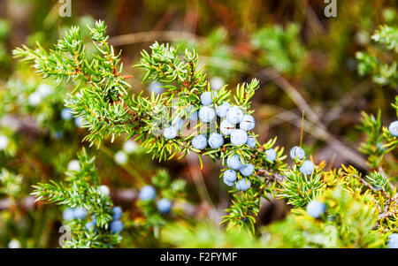 Juniper cones or berries on a bush close-up Stock Photo