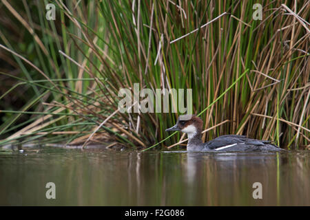 Female Smew / Zwergsäger ( Mergellus albellus ) swims close to the riverside in front of typical vegetation. Stock Photo