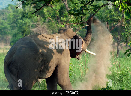 The image of Asian Elephant (Elephas maximus) was shot in Corbett national park -India Stock Photo