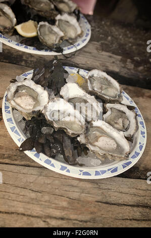 Whitsable Oysters Stock Photo